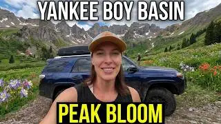 Yankee Boy Basin at its Peak! Alpine Loop in the Toyota 4Runner