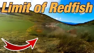 Fall Fishing Oyster Beds for BIG Slot Red Drum | Limit of Redfish