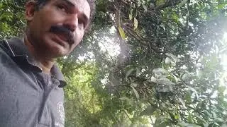 Green Ara Green Forest l let's colour the earth green