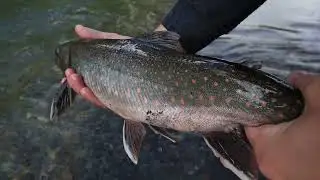BIG Alaskan Rainbows