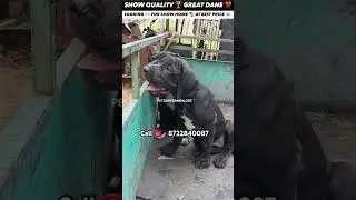 Top 🏆 quality GREAT DANE puppy 🐶 for sale in Bangalore at low price 💥 #pets #petloversbanglore