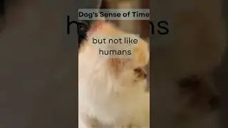 Dog's Sense of Time