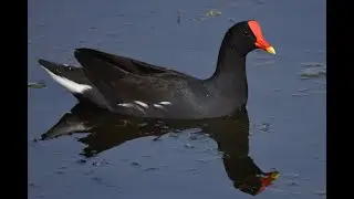 Pollona Negra / Common Gallinule (Gallinula galeata)