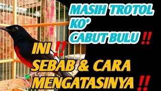 TROTOLAN CABUT BULU,INI‼️SEBAB DAN CARA MENGATASINYA‼️
