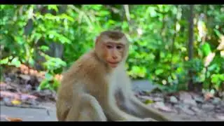 Monkey Lucy and baby monkey LYLY #monkey #monkeylove #monkeyvideo #babymonkey