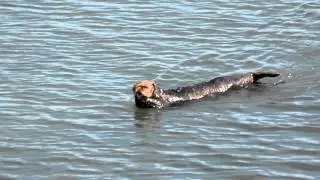 Southern Sea Otter