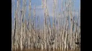 Taste of florida