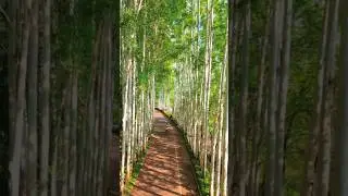 let's release the stress in Shanghai. #china #travel #nature #traveler #walking #walkingpaths