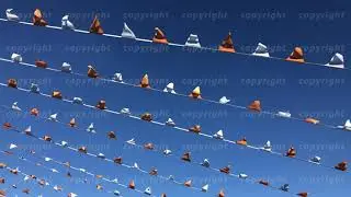 Flags fluttering on wind against blue sky
