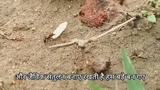 Ant a laborious species in earth 