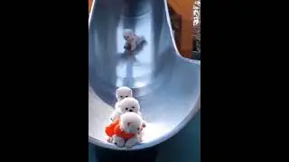Best cute dog names | Unique dog names | Naughty dog | # shorts