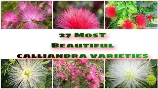 27 Most  Beautiful Calliandra Varieties  | Calliandra Flowering Plants