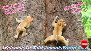 Ashley Has A Program For Amanda Baby And Bruno To Climb Up The Big & High Tree: Which One Win? To ..