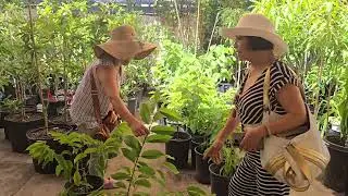 Kim Le Nursery