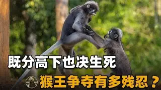 猴王争夺有多残忍？老猴王不敌新人惨遭灭门【万物灵】