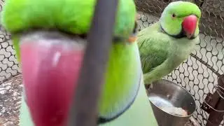 Mitthu🦜👍🐭#teamfx #viralvideo #mitthu 