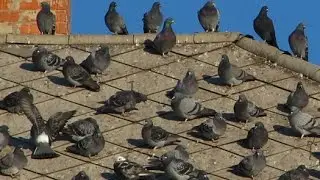 Bird Control Services - How to Get Rid Of Birds