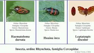 Insecta, ordine Rhynchota, famiglia Cercopidae trigonoschema mioscarta inca intermedia tricolor