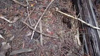 I found the exact stick from the Forrest Fenn treasure chest photo