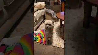 911 Yes, l&rsquo;d like to report a theft My ❤ was stolen #DogsOfEngland #CuteDogs #funnydogvideos #cat
