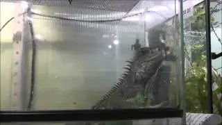 Игуана зелёная. Iguana green