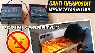 Thermostat Mesin Tetas Rusak? Cara Mengganti dengan Benar (STC 1000)