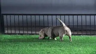 COLOR BOMB BULLIES URSELA, EXTREME BULLY LILAC TRICOLOR FEMALE