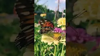 Super Relaxing Garden 🦋💐🌸 | Butterfly Bliss! #butterflies #asmr #relaxing