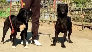 Pure Tangkhul Hui |male and female| male available for stud