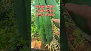 외성파파야 는 이렇게 생겼어요