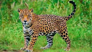 Som da On&ccedil;a-Pintada Esturrando | Tudo Sobre o Maior Felino das Am&eacute;ricas 🐆