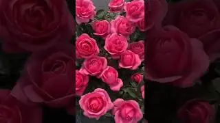 Beautiful pink rose flowers garden