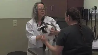First Coast No More Homeless Pets