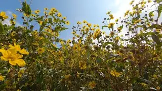 Guizotia abyssinica Niger seed plant