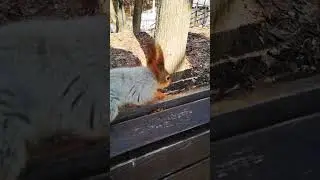Один шажок для человека, один прыг для белки 😅 One small step for man, one squirrel leap for mankind