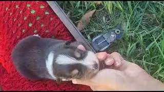 Chiot Rocha Pablo Berger Am&eacute;ricain Miniature Bloodreina 2
