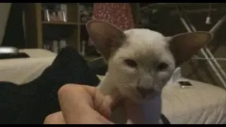 Tesla the Cat:- Flapping her big ears about!