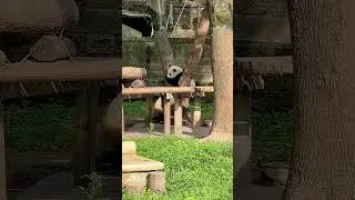 Climbing Trees with Yuke and Yue: Exploring Giant Pandas at Chongqing Zoo