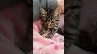 Kitten Therapy with Nub!