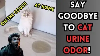 КАК УДАЛИТЬ ЗАПАХ КОШАЧЬЕЙ МОЧИ ИЗ ДОМА🐱