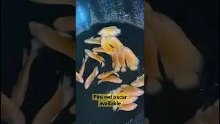 Fire red oscar contact : +91 80-75213668