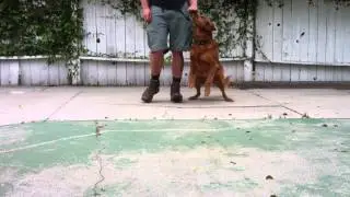Kurt Burk helps Sadie find HEEL & SIT positions