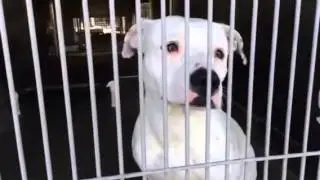 A462330 AT SAN BERNARDINO CITY SHELTER 3/15