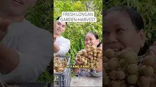 Full video on our YouTube channel! #harvest #longan #garden #tropical #wholesome