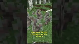 Grow a Pale Oak Tree in  #minecraft  #minecraftsurvival