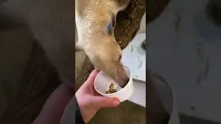 A tamandua and his treat cup 😆 #shorts