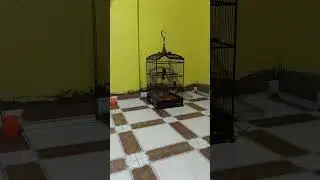 srigunting abu mata merah