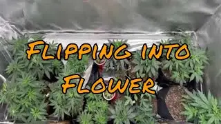 Flipping to Flower CLOSET GROW w/  VIPARSPECTRA 240W P2000 LED