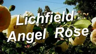 Lichfield Angel Rose