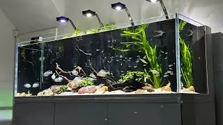 South American Cichlids Display Aquarium 4 months update